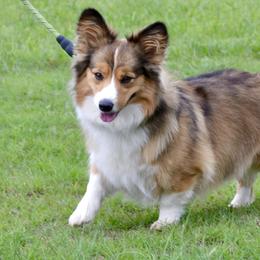 Potato - Pembroke Welsh Corgi