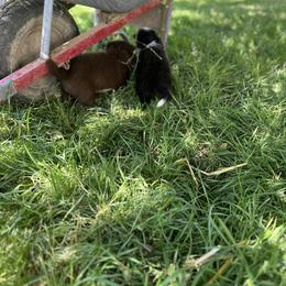 Border Collie Puppies from Athena’s Collies
