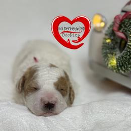 Isabel (Belly) - Parti female Goldendoodle puppy in Yerington, Nevada from GoldenHearted Doodles