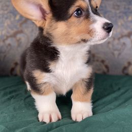 Green collar male-tri color - Black and tan male American Corgi puppy in Coleta, Illinois from Four Leaf Farm- Vom Vierblättriges Bauernhof