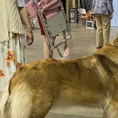 Leonbergers from Starfire Leonbergers