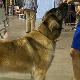 Leonbergers from Starfire Leonbergers