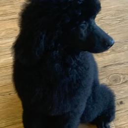 Poodle Puppies from A &A Pinedale Woods Standard Poodles