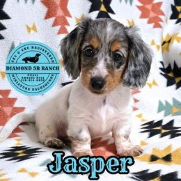 JASPER - Dapple male Dachshund puppy in Columbia, Louisiana from Diamond 5R Ranch AKC & CKC Miniature Dachshunds