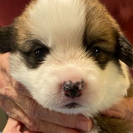 Pembroke Welsh Corgi Puppies from Silver Mae Kennel