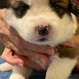 Pembroke Welsh Corgi Puppies from Silver Mae Kennel