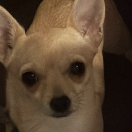 Carmella - Chihuahua