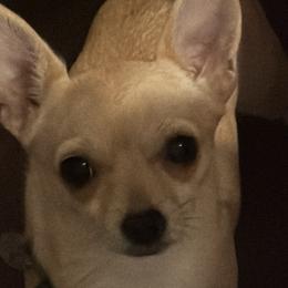 Carmella - Chihuahua