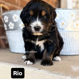 Rio - Tri-color male Bernedoodle puppy in West Haven, Utah from Split Mountain Doodles