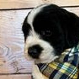 Boy 2 - Aussiedoodle puppy from Darling Doodles of Texas