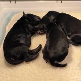 Rysand - Black male Miniature Schnauzer puppy in San Bernardino, California from Rose Lane Schnauzers