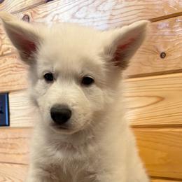 Light Blue Collar  (Spencer) - White male Berger Blanc Suisse puppy in Rice Lake, Wisconsin from Windswept White Swiss Shepherds