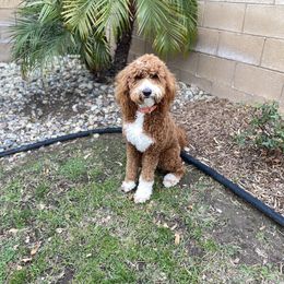 Maggie - Goldendoodle