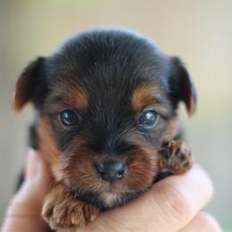 Bentley - Parti male Yorkshire Terrier puppy in Riverview, Texas from Luna's Treasures