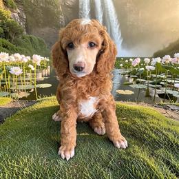 Girl 1 - Apricot female Poodle puppy in Port Orange, Florida from Daytona’s Standard Poodles