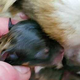 Pomeranian Puppies from Pawsome Poms