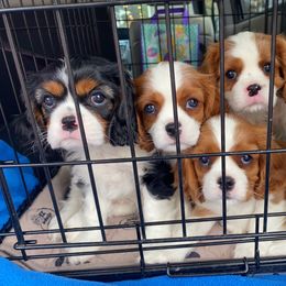Cavalier King Charles Spaniel Puppies from Cadelia Cavalier King Charles Spaniels