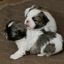 Shih Tzus from B-S Acres