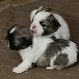 Shih Tzus from B-S Acres