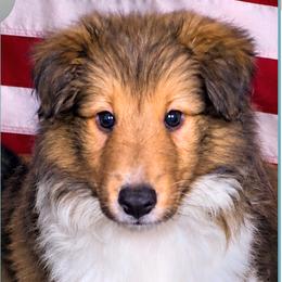 Boy 1 - Angelus - Sable and white male Shetland Sheepdog puppy in Elberton, Georgia from Ioney's Southern Paws Shelties, Frenchies, and Yorkies