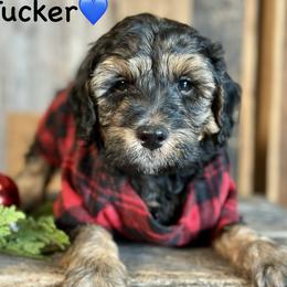 Tucker - Black phantom male Aussiedoodle puppy in Lancaster, Minnesota from Finney Ranch