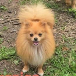 Carmen - Pomeranian