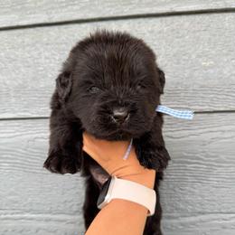 Blue boy - Black male Newfoundland puppy in Nevis, Minnesota from Faithful Acres Newfs