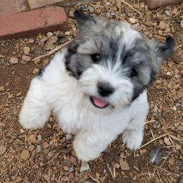 Chip - Tri-color male Coton de Tulear puppy in Mead, Oklahoma from Bar W Cotons