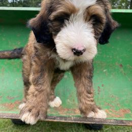 Bernedoodle Puppies from Bayou Blu's Bernedoodles