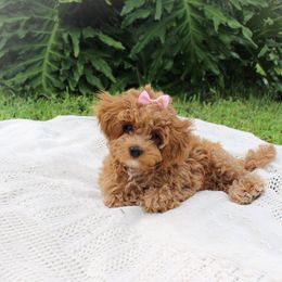 Cali 💗 - Maltipoo puppy from Momma Mia's Maltipoos