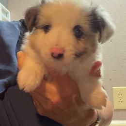 Baby girl 3 - Blue merle female Toy Australian Shepherd puppy in Nickelsville, Virginia from Pecan Creek