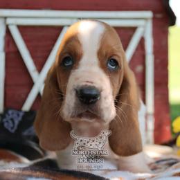 Tubi - Mahogany and white male Basset Hound puppy in Pollock, Missouri from Northstar