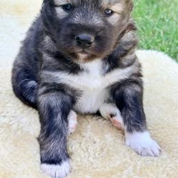Buckle bunny - Agouti and white female Siberian Husky puppy in Corvallis, Montana from Double H Siberians