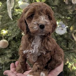 Daisy - Red and white female Cockapoo puppy in Strasburg, Pennsylvania from Dana's Domain Cockapoos