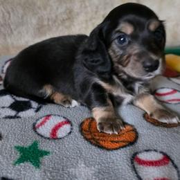 Rustin - Black and tan male Dachshund puppy in Klamath Falls, Oregon from Luvindoxys4u