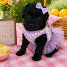 Lavendar collar - Black female Goldendoodle puppy in Aurora, Illinois from Chicago Goldendoodles