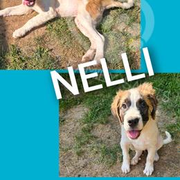 Nelli - White and brown female Saint Bernard puppy in Kaukauna, Wisconsin from Holtz Family Saints