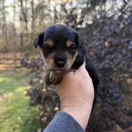 Cindy - Blue and tan female Yorkipoo puppy in Henderson, North Carolina from Dorans Danes and Doodles