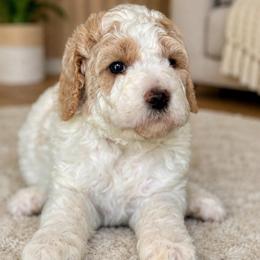 Hannah - Parti female Goldendoodle puppy in Yuciapa, California from AlltheDoodlez_