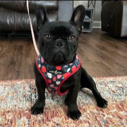 Mavis - French Bulldog