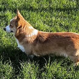 Apple - Pembroke Welsh Corgi