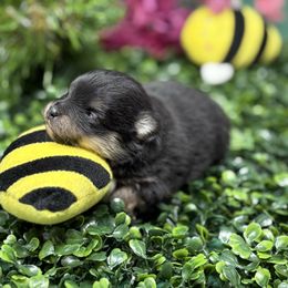 Bandit - Black and tan male Pomeranian puppy in Modesto, California from Pommiepalace