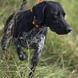 Bear - German Shorthaired Pointer