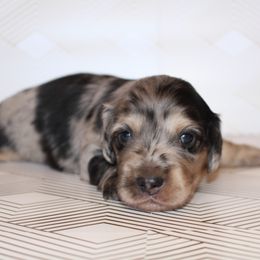 Puppy 1- (m) dapple - Dapple male Dachshund puppy in North Auburn, California from Northern Doxie