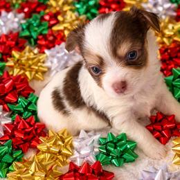 Bourbon - Chocolate and white male Chihuahua puppy in Drumright, Oklahoma from Fancy Pants Chihuahua’s