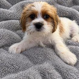 Green collar - Liver and white male Shorkie puppy in Staten Island, New York from Sensational Shorkies