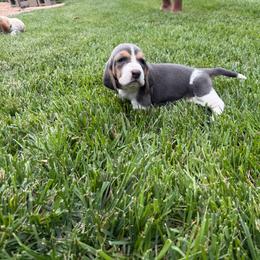 Purple collar- Isabella - Blue tan and white female Basset Hound puppy in Park City, Kansas from Stegmans Basset Hounds