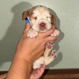 Patriot - Lemon and white male English Springer Spaniel puppy in Williston, Florida from Parks Paradise Springers