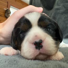 White - Tri-color female Cavalier King Charles Spaniel puppy in Mount Dora, Florida from Carroll’s Cavaliers