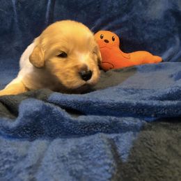 Boy 2 - Golden Retriever puppy in Lexington, Kentucky from ShimGold Golden Retrievers
